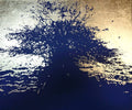 Backlit Reflection - Tree at Sund 70 x 60 cm